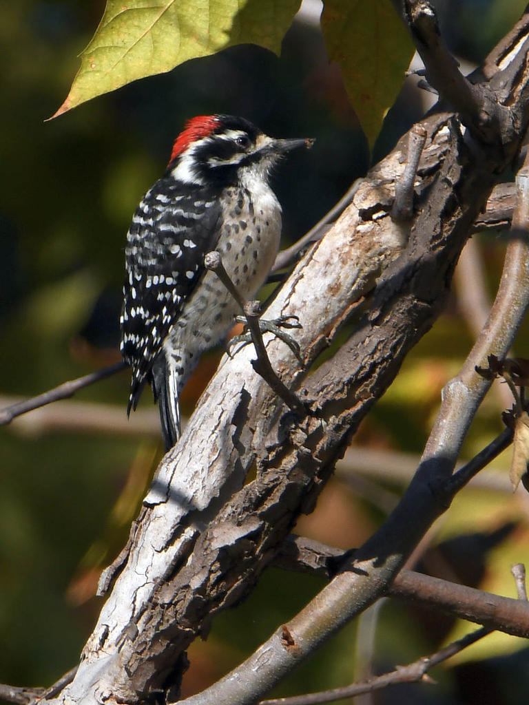 Woodpecker2.jpg