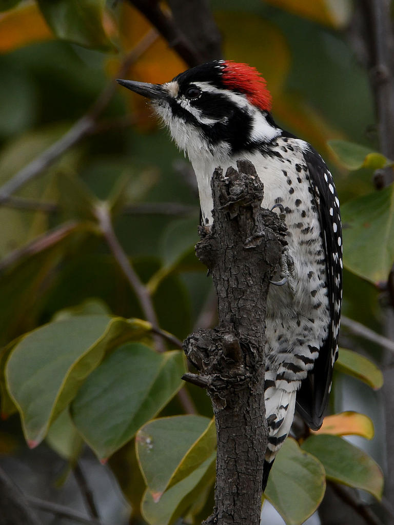 Woodpecker2.jpg