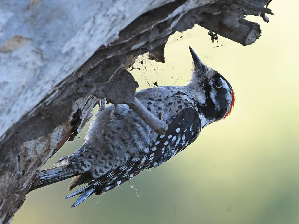 Woodpecker2.jpg