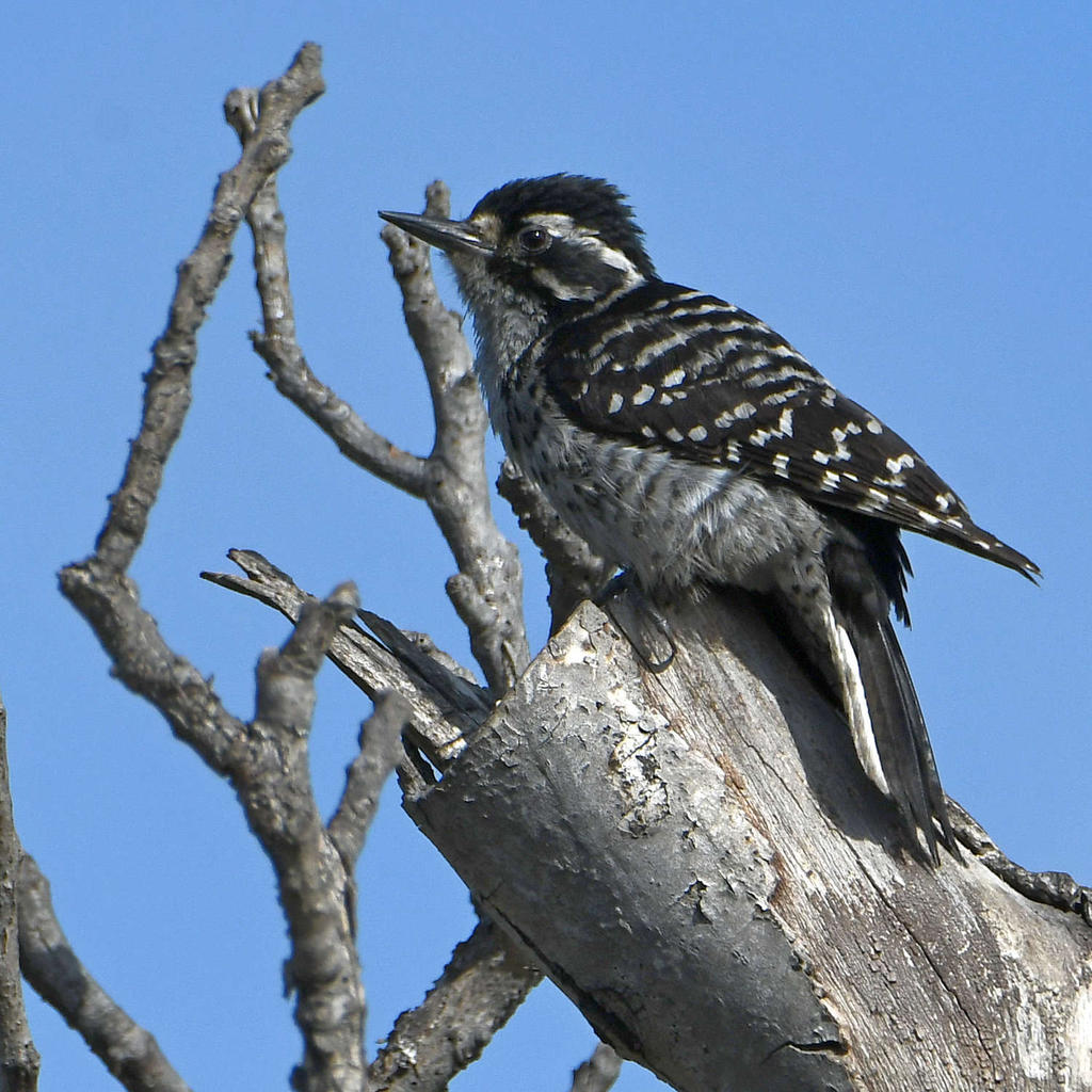 Woodpecker2.jpg