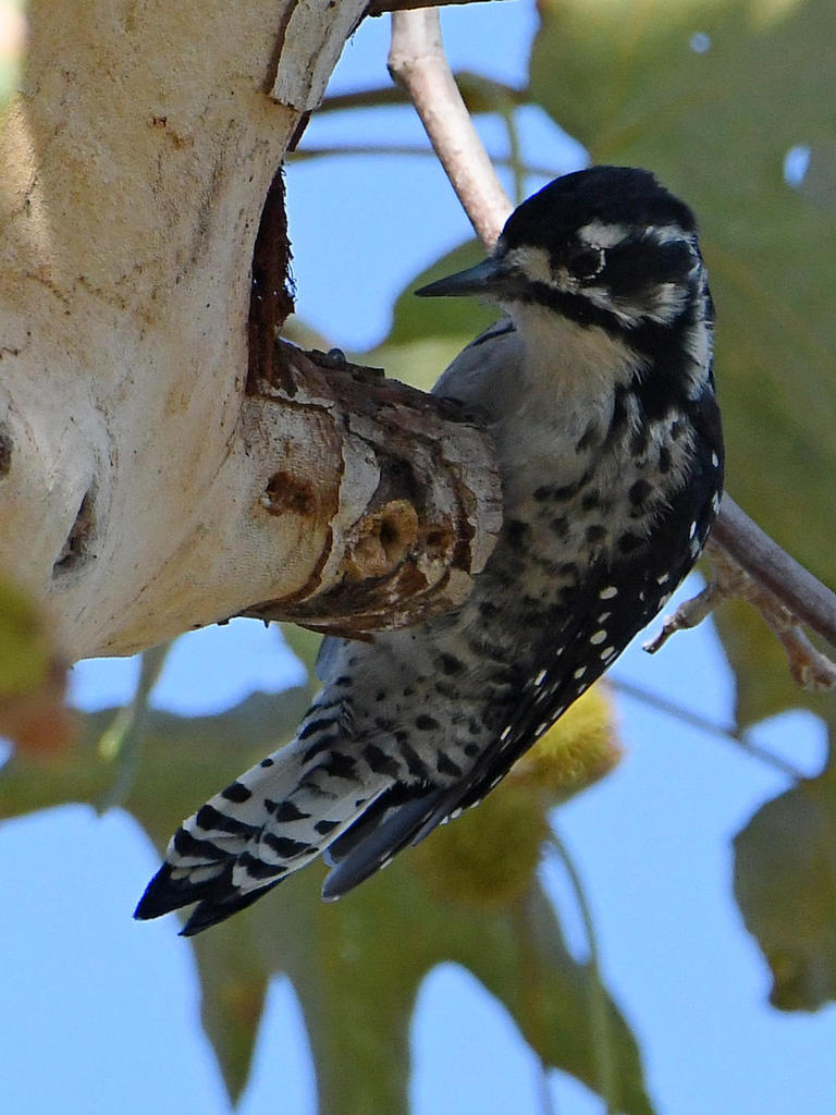 Woodpecker2.jpg