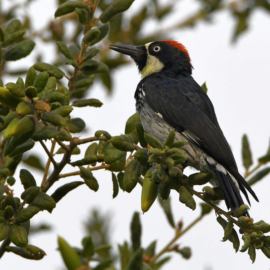 Woodpecker2.jpg