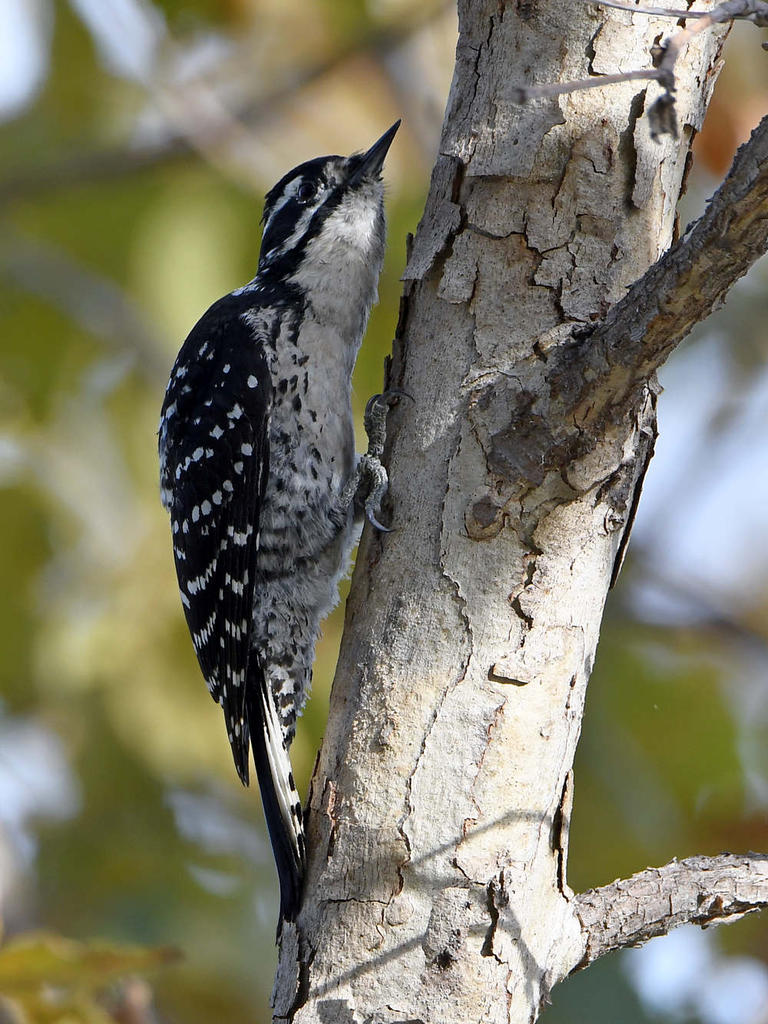 Woodpecker2.jpg