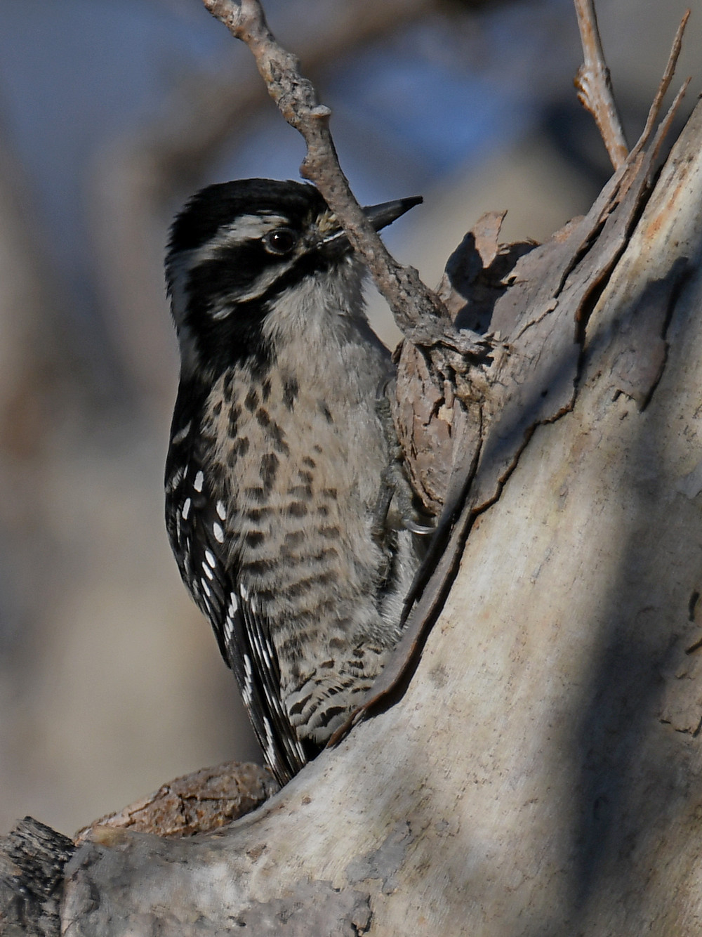 Woodpecker2.jpg