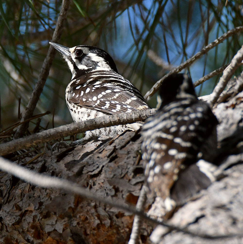 Woodpecker20.jpg