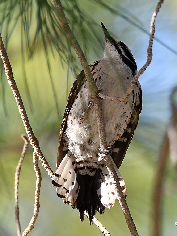 Woodpecker21.jpg