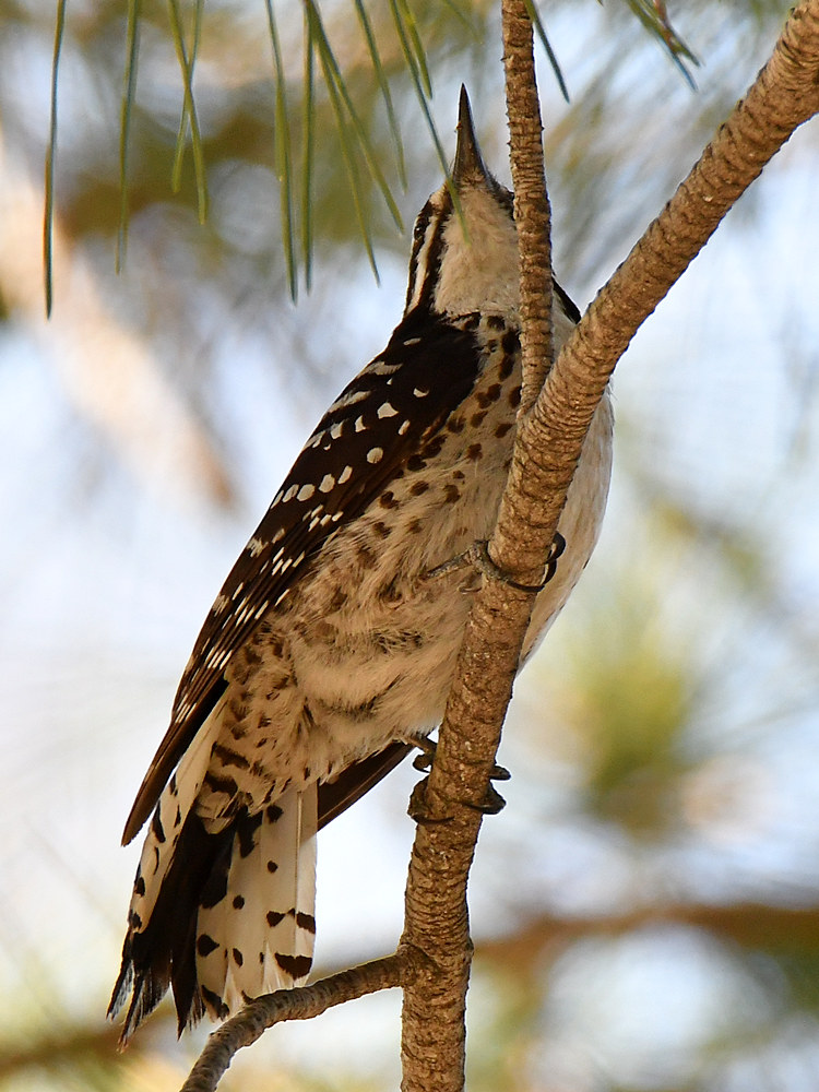 Woodpecker22.jpg