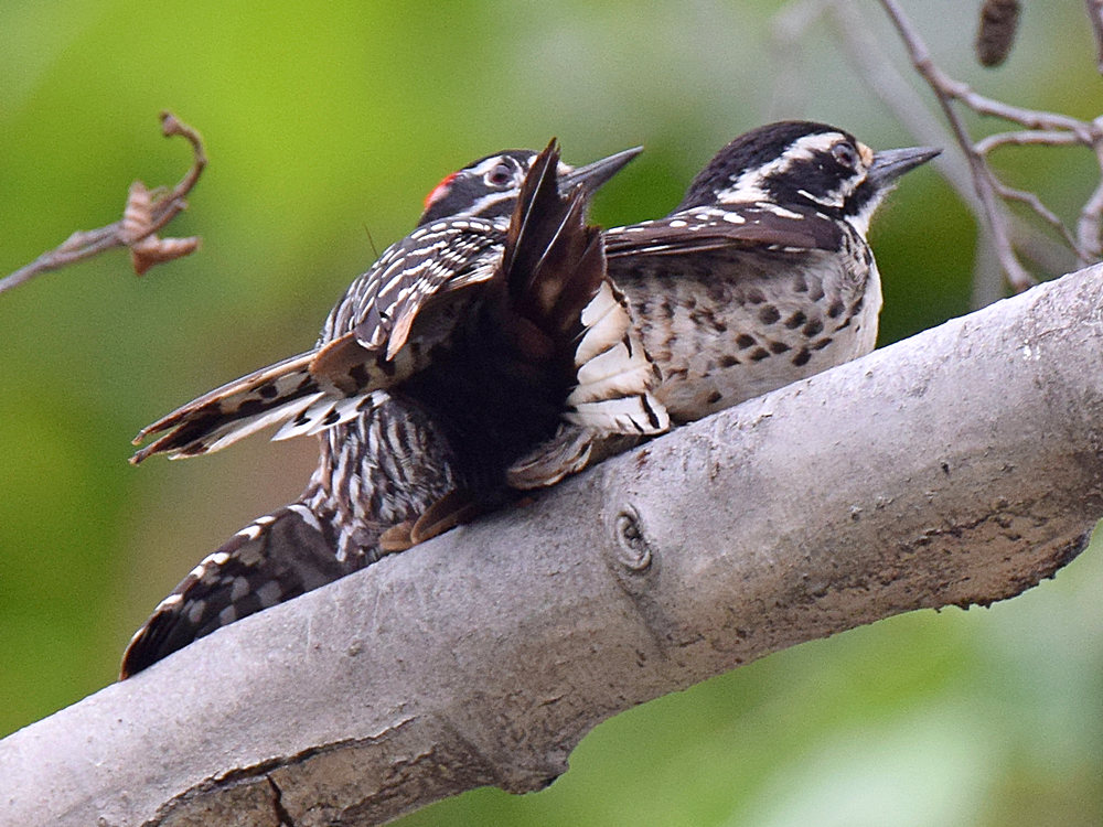 Woodpecker3.jpg