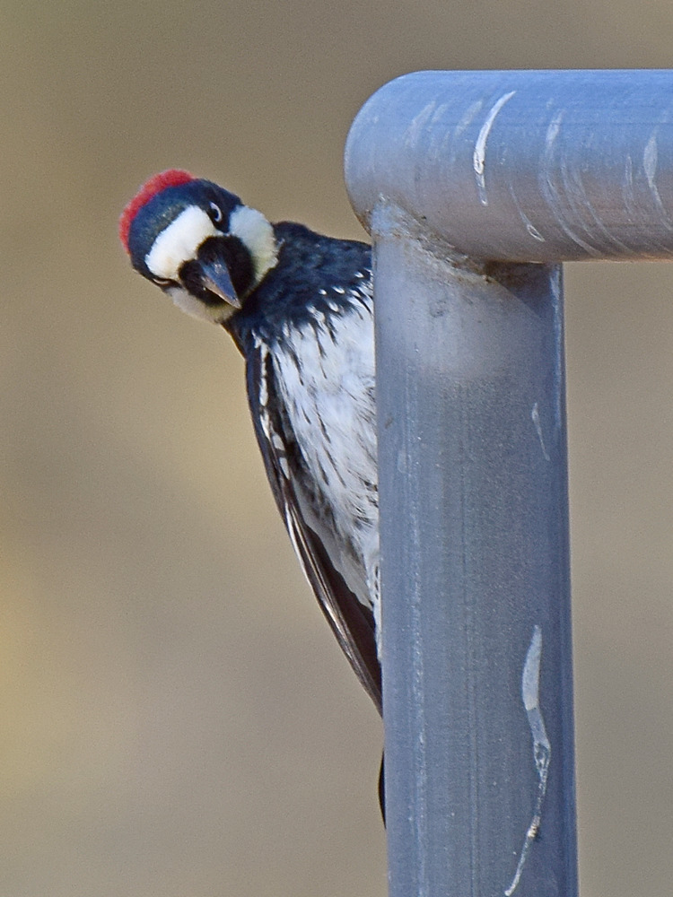 Woodpecker3.jpg