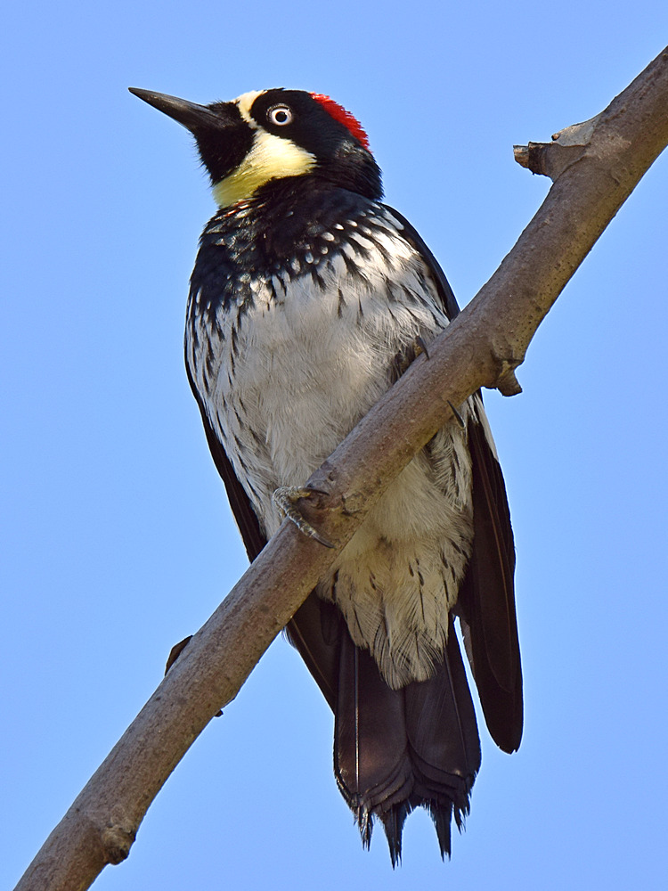 Woodpecker3.jpg