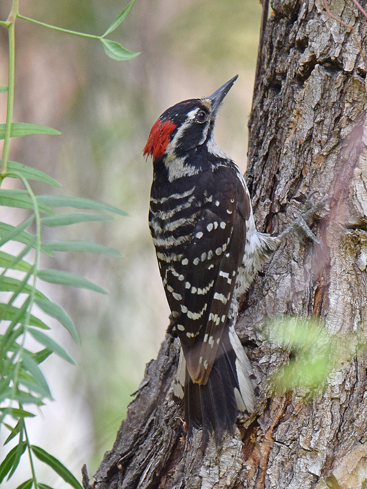 Woodpecker3.jpg