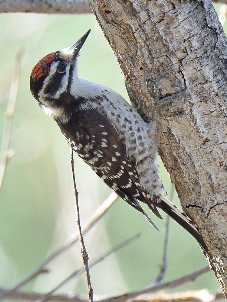 Woodpecker3.jpg