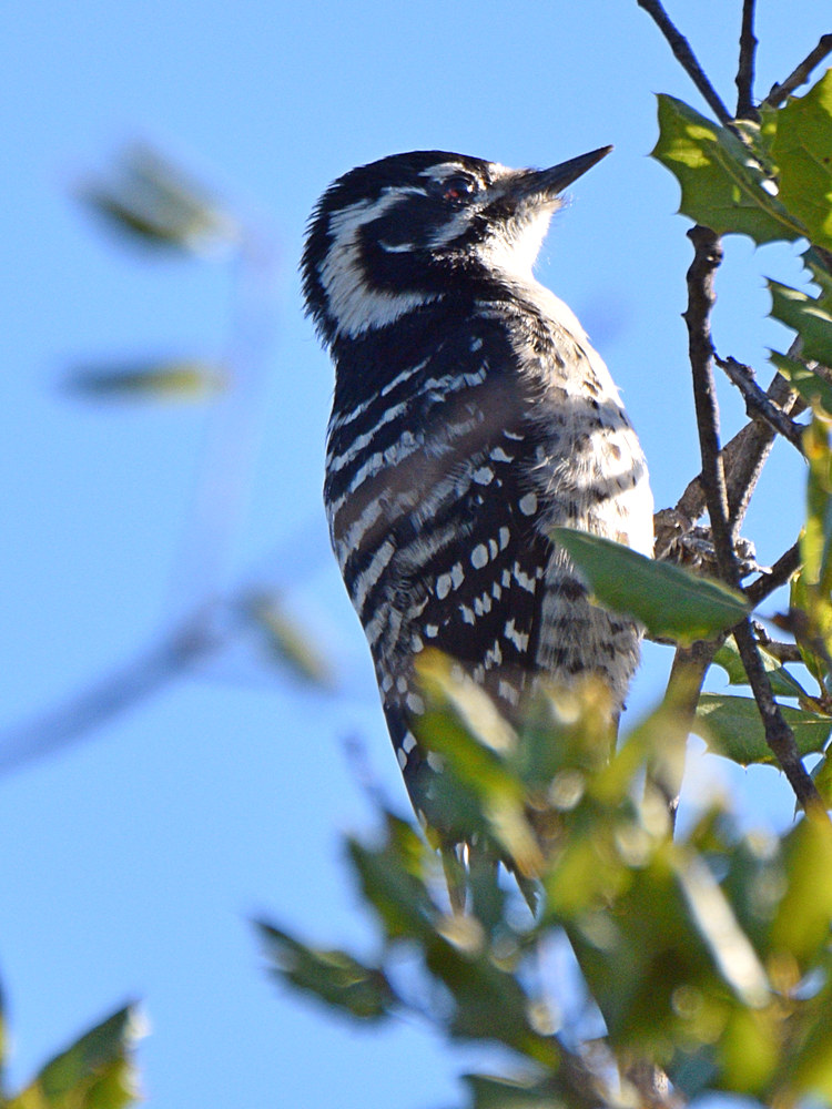 Woodpecker3.jpg