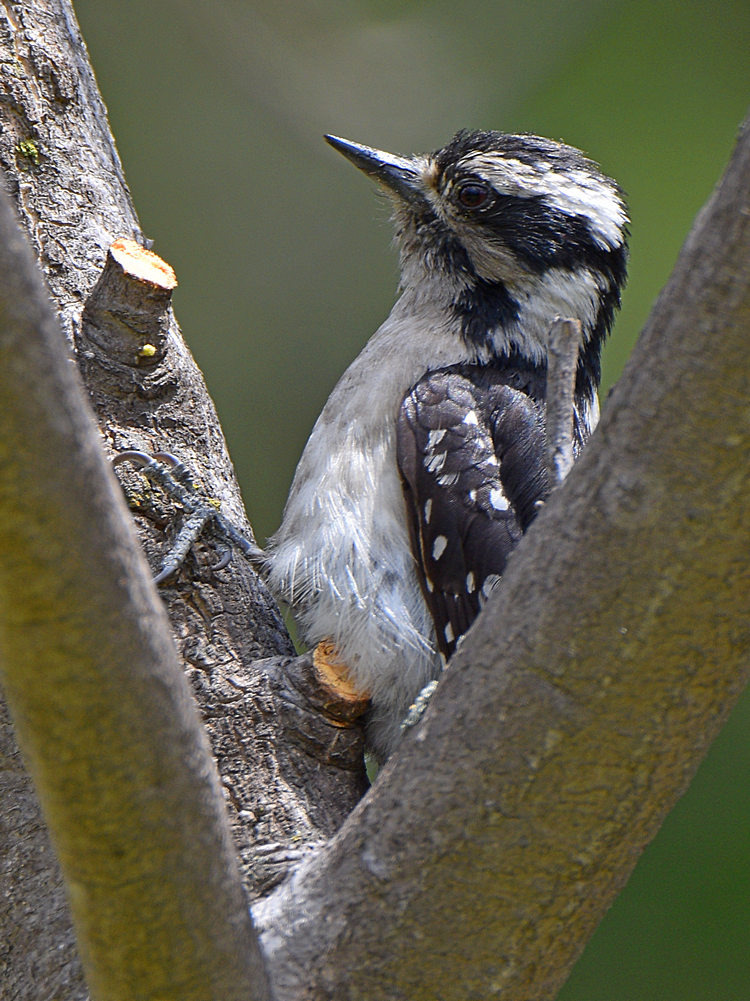 Woodpecker3.jpg