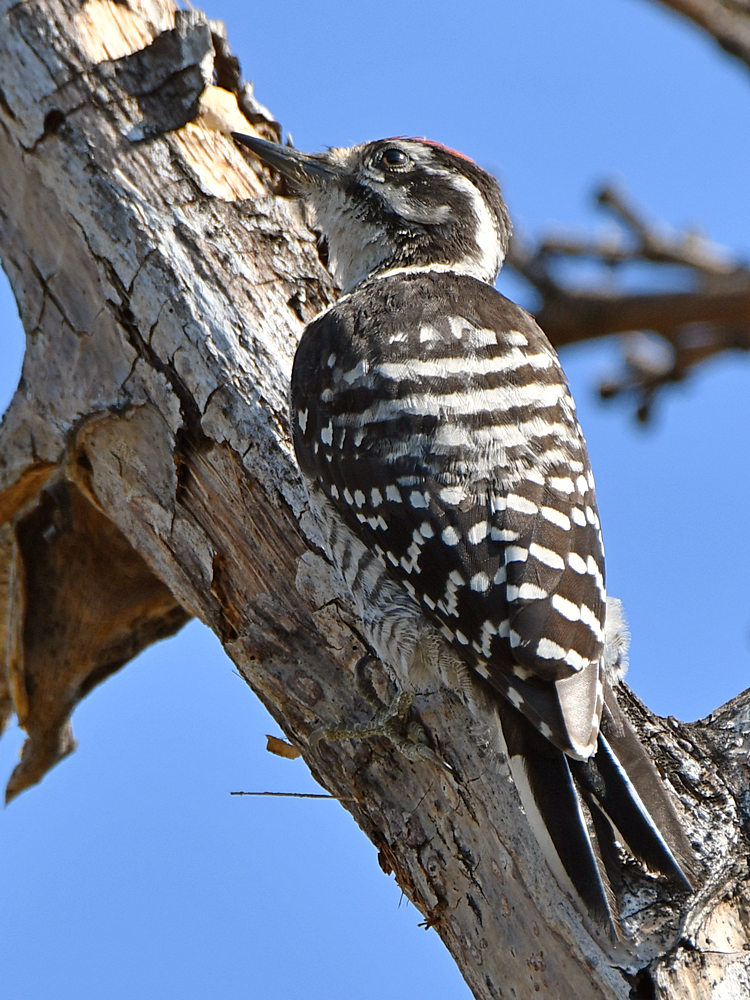 Woodpecker3.jpg