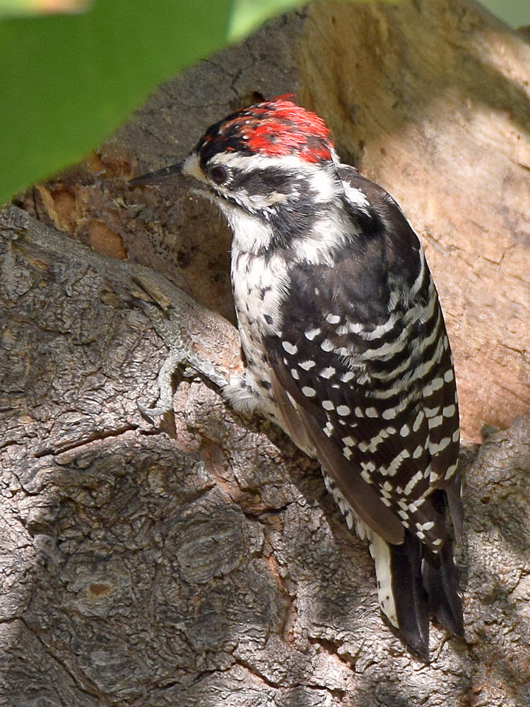 Woodpecker3.jpg