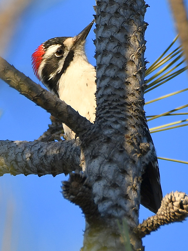 Woodpecker3.jpg