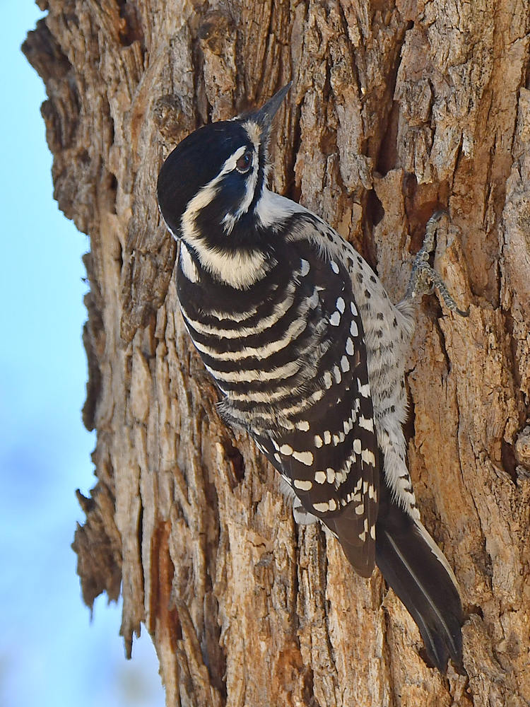 Woodpecker3.jpg