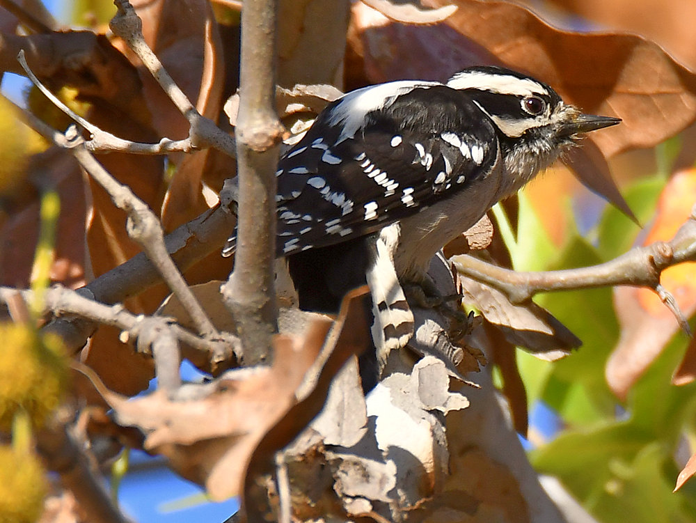 Woodpecker3.jpg