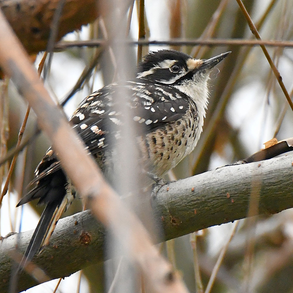 Woodpecker3.jpg