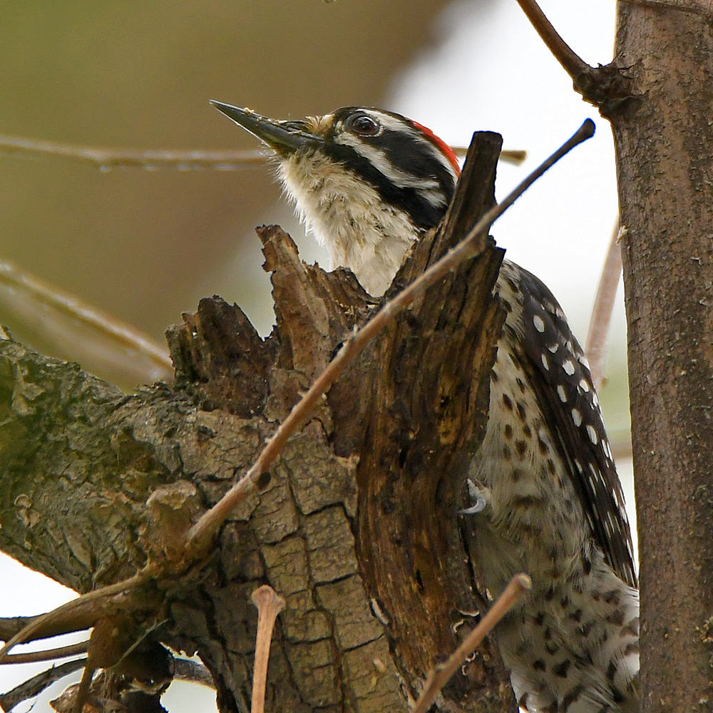 Woodpecker3.jpg
