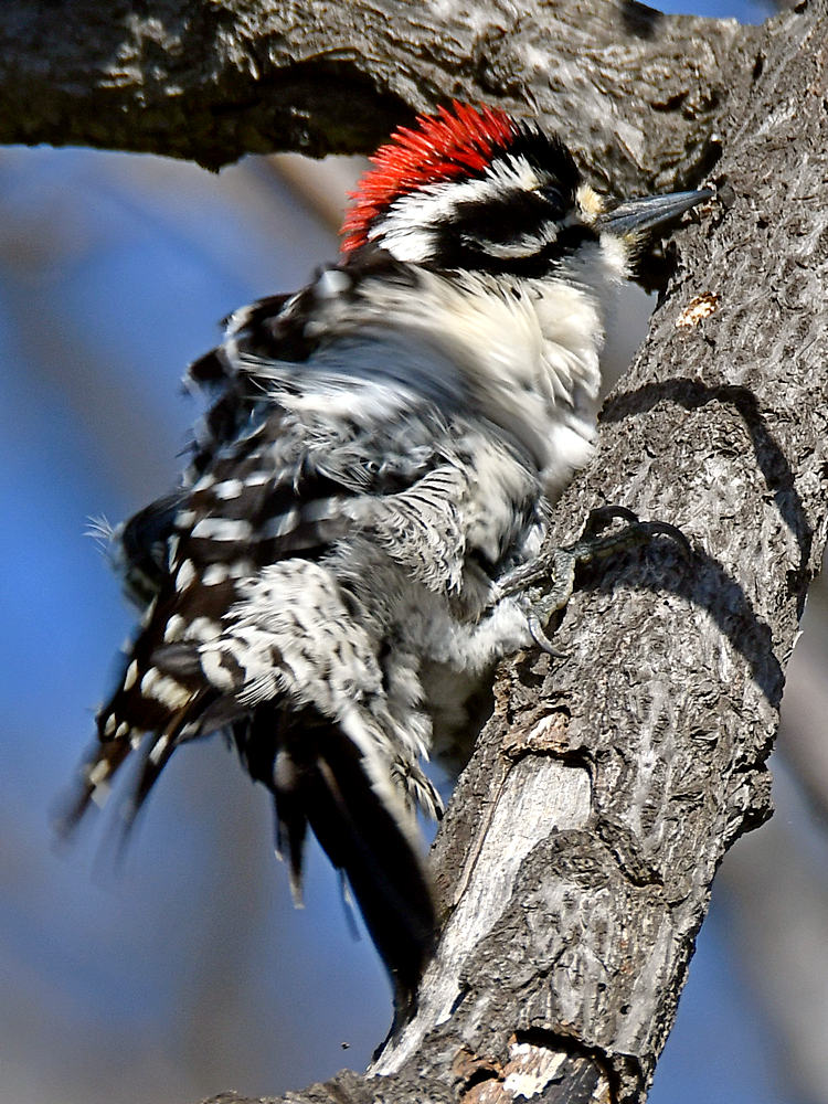 Woodpecker3.jpg