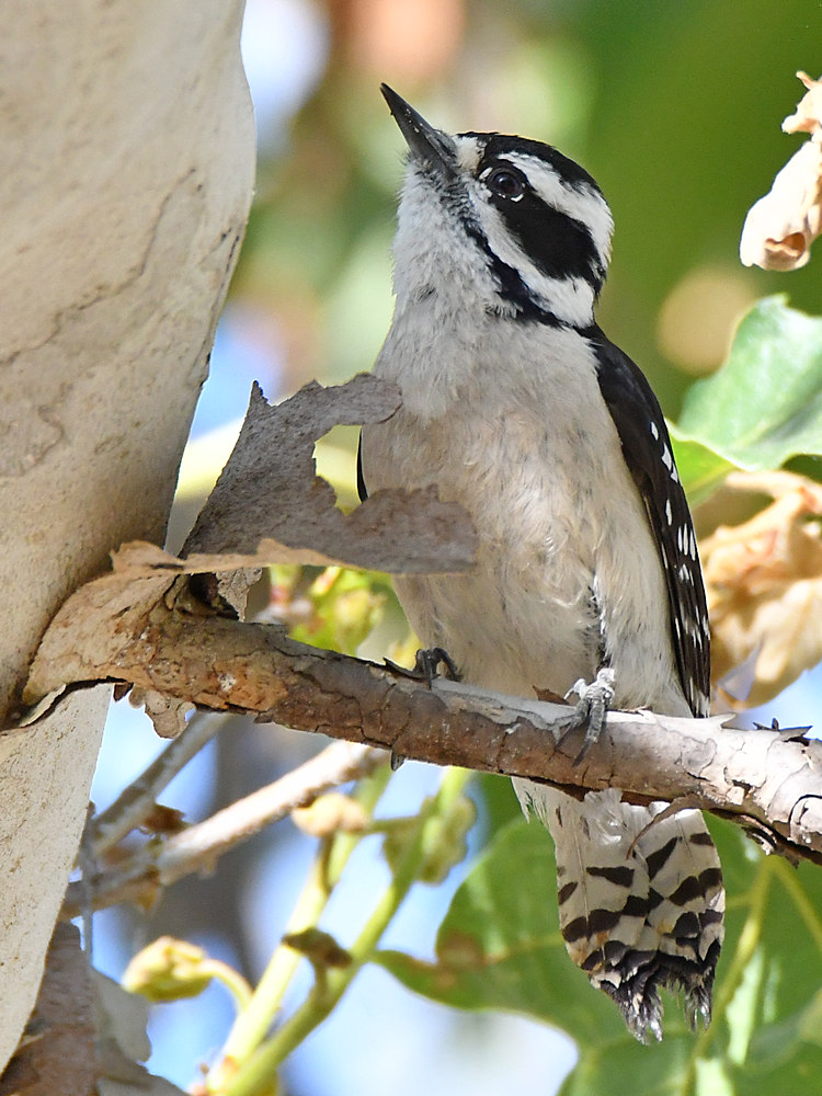 Woodpecker3.jpg