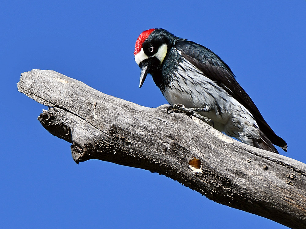 Woodpecker3.jpg