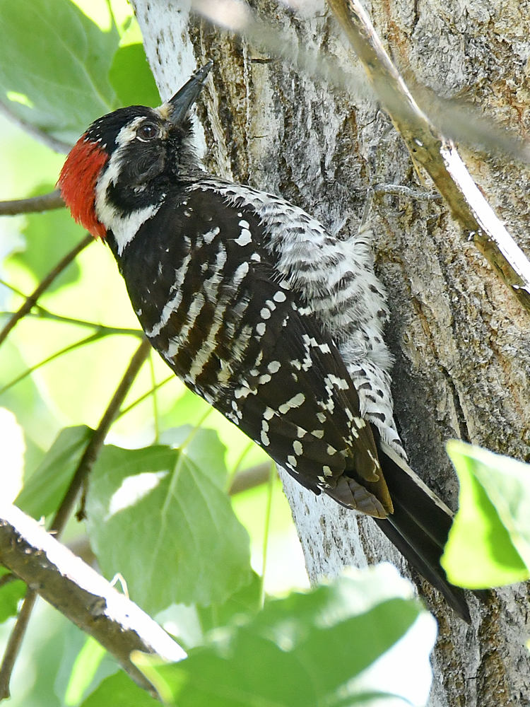 Woodpecker3.jpg