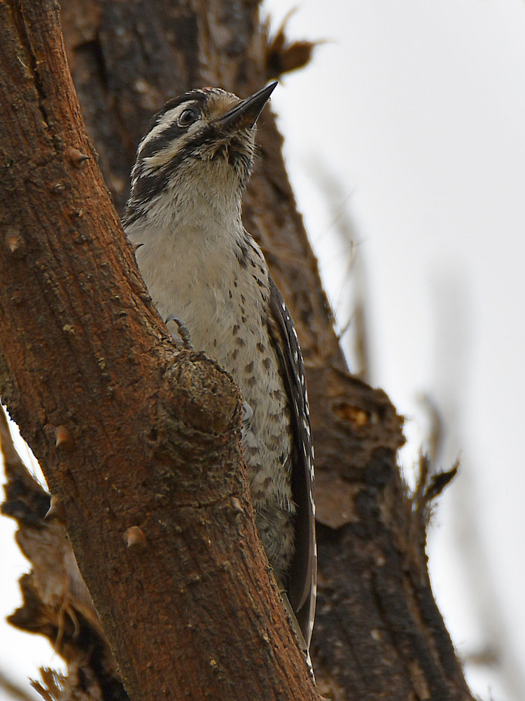 Woodpecker3.jpg