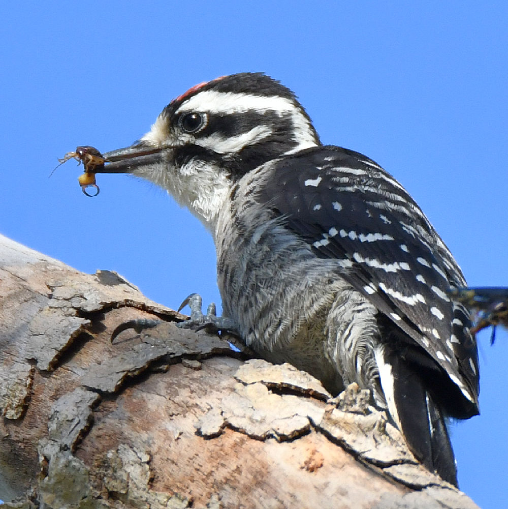 Woodpecker3.jpg