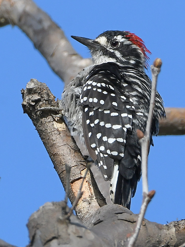 Woodpecker3.jpg