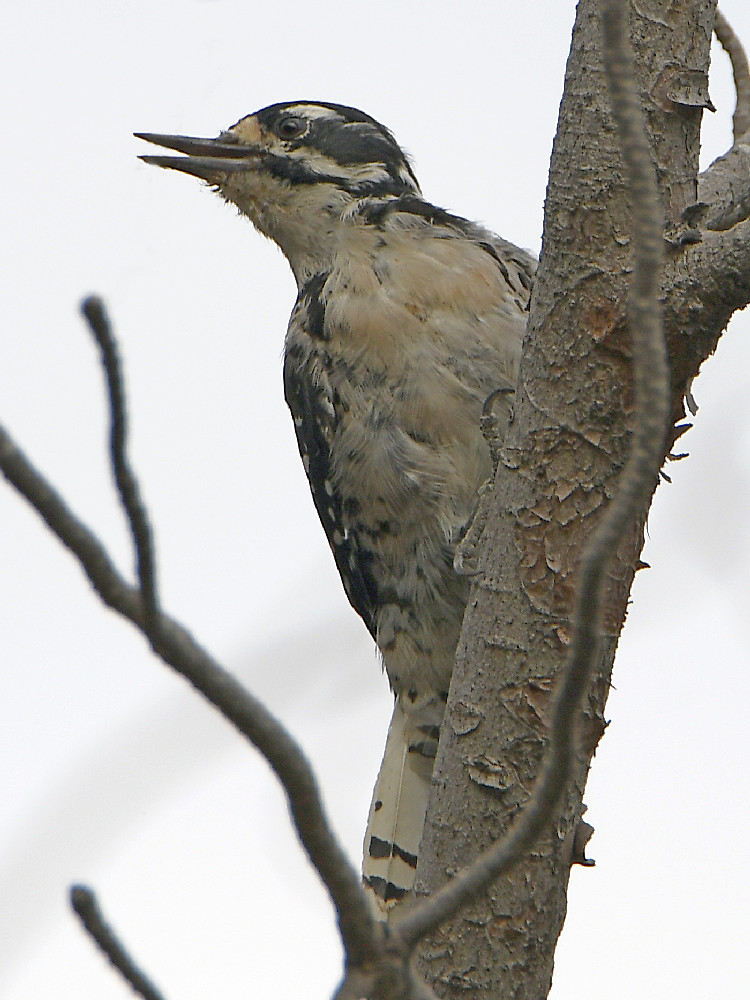 Woodpecker3.jpg