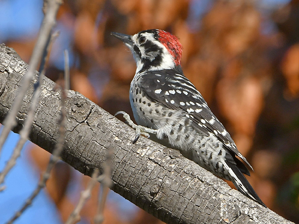 Woodpecker3.jpg