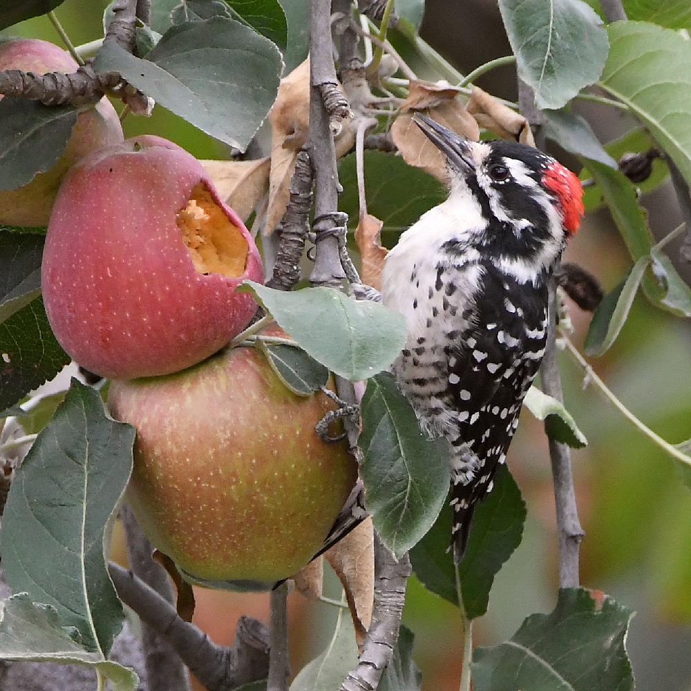 Woodpecker3.jpg