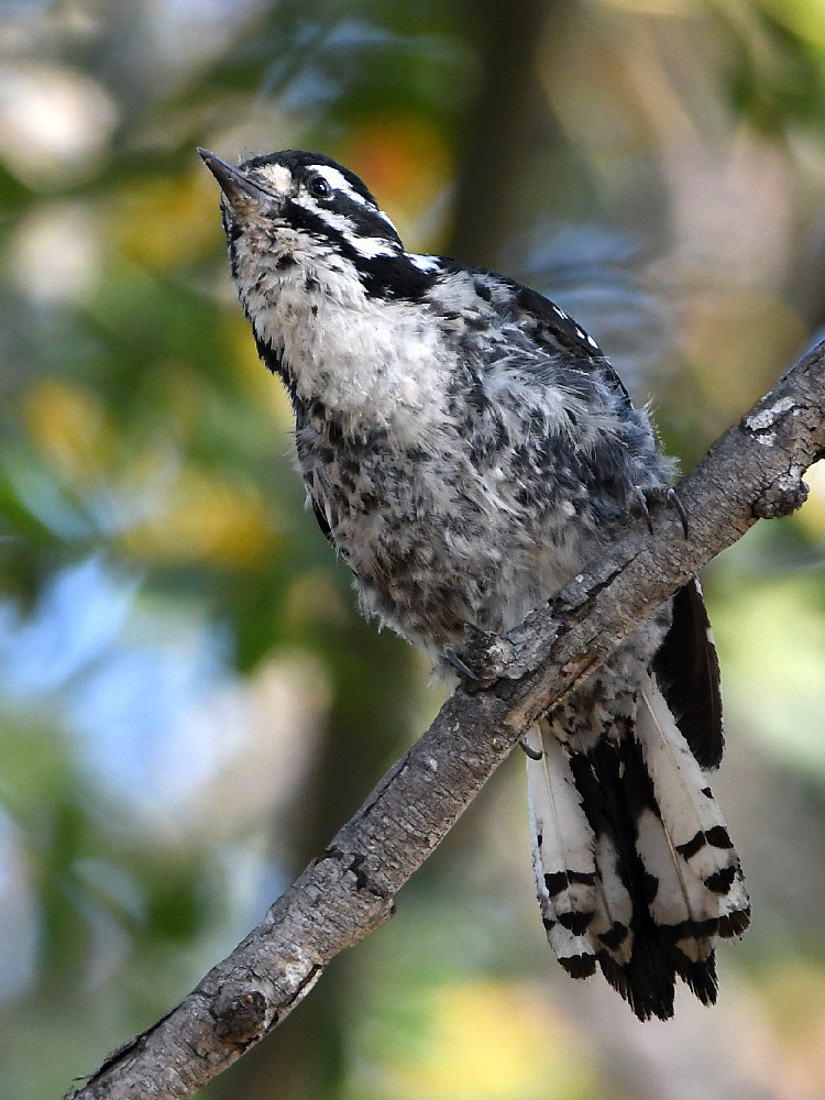 Woodpecker3.jpg