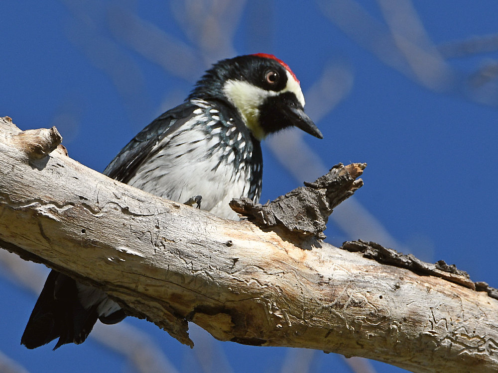 Woodpecker3.jpg