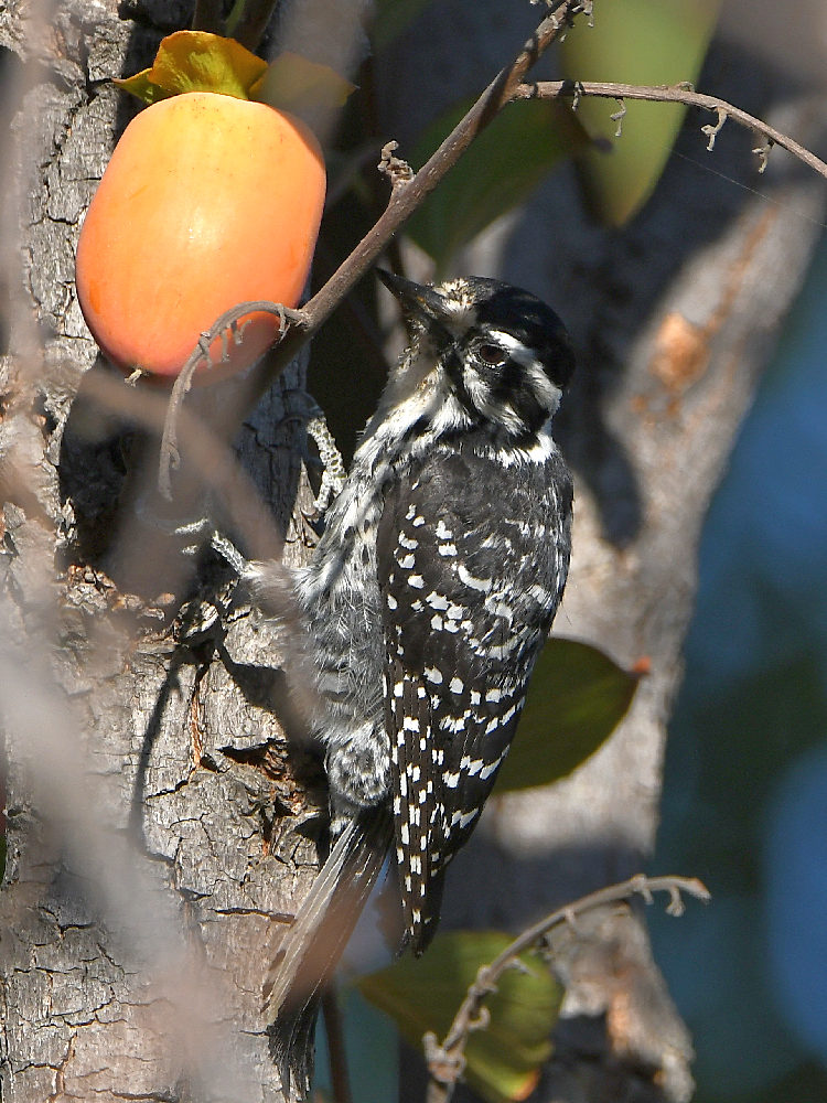 Woodpecker3.jpg