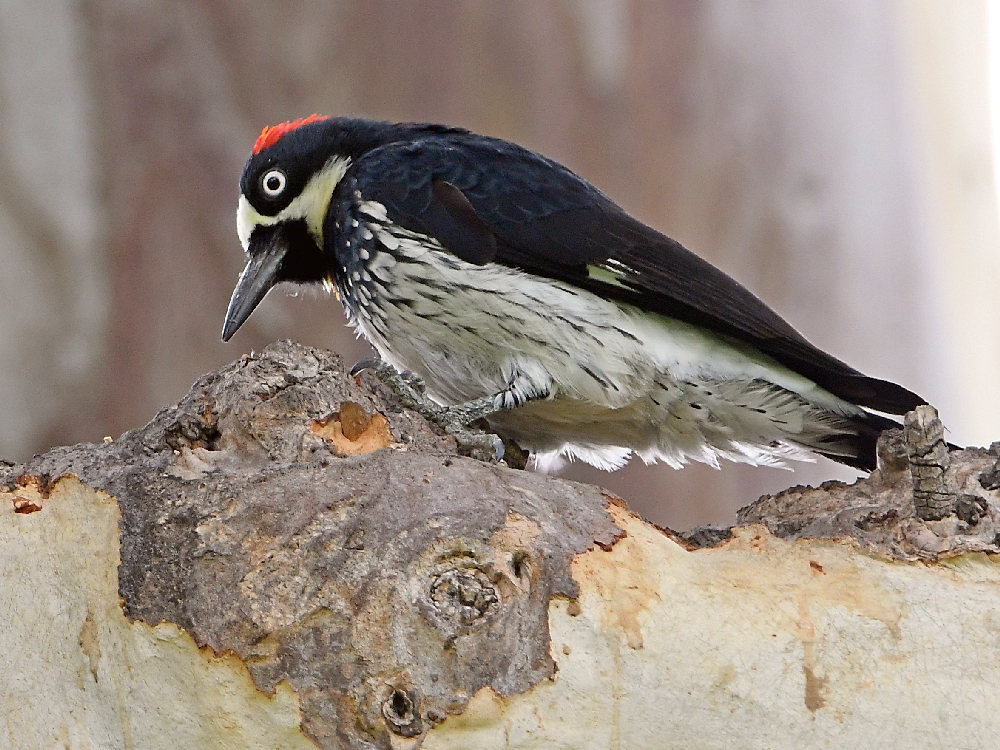 Woodpecker3.jpg