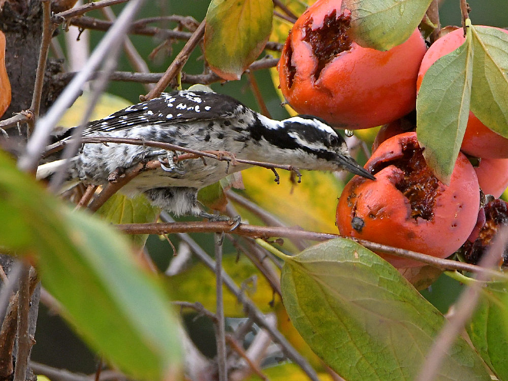 Woodpecker3.jpg