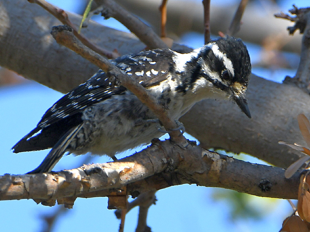Woodpecker3.jpg
