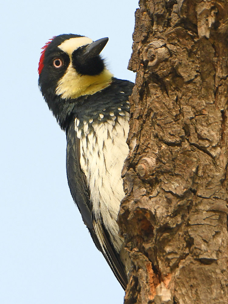 Woodpecker3.jpg