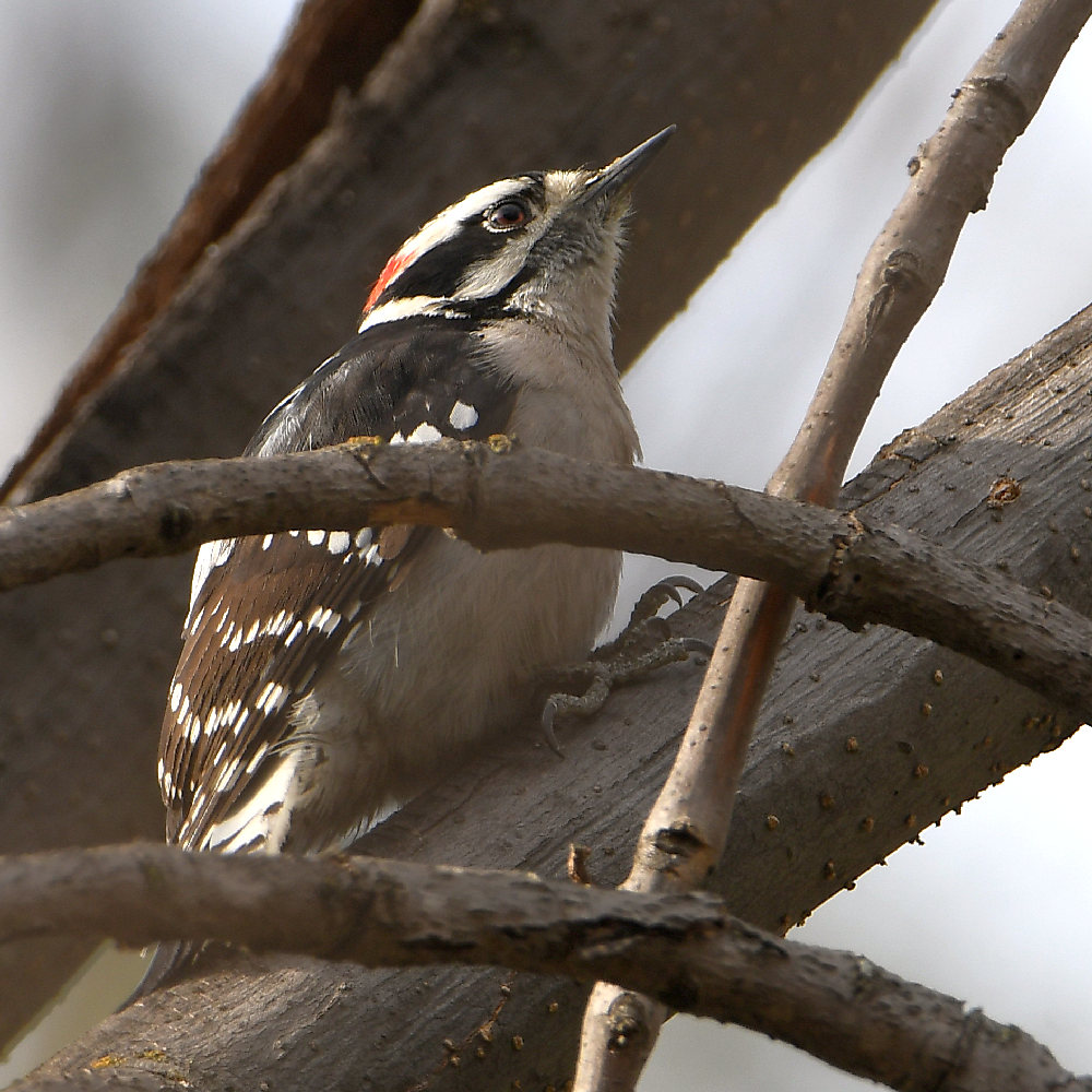 Woodpecker3.jpg