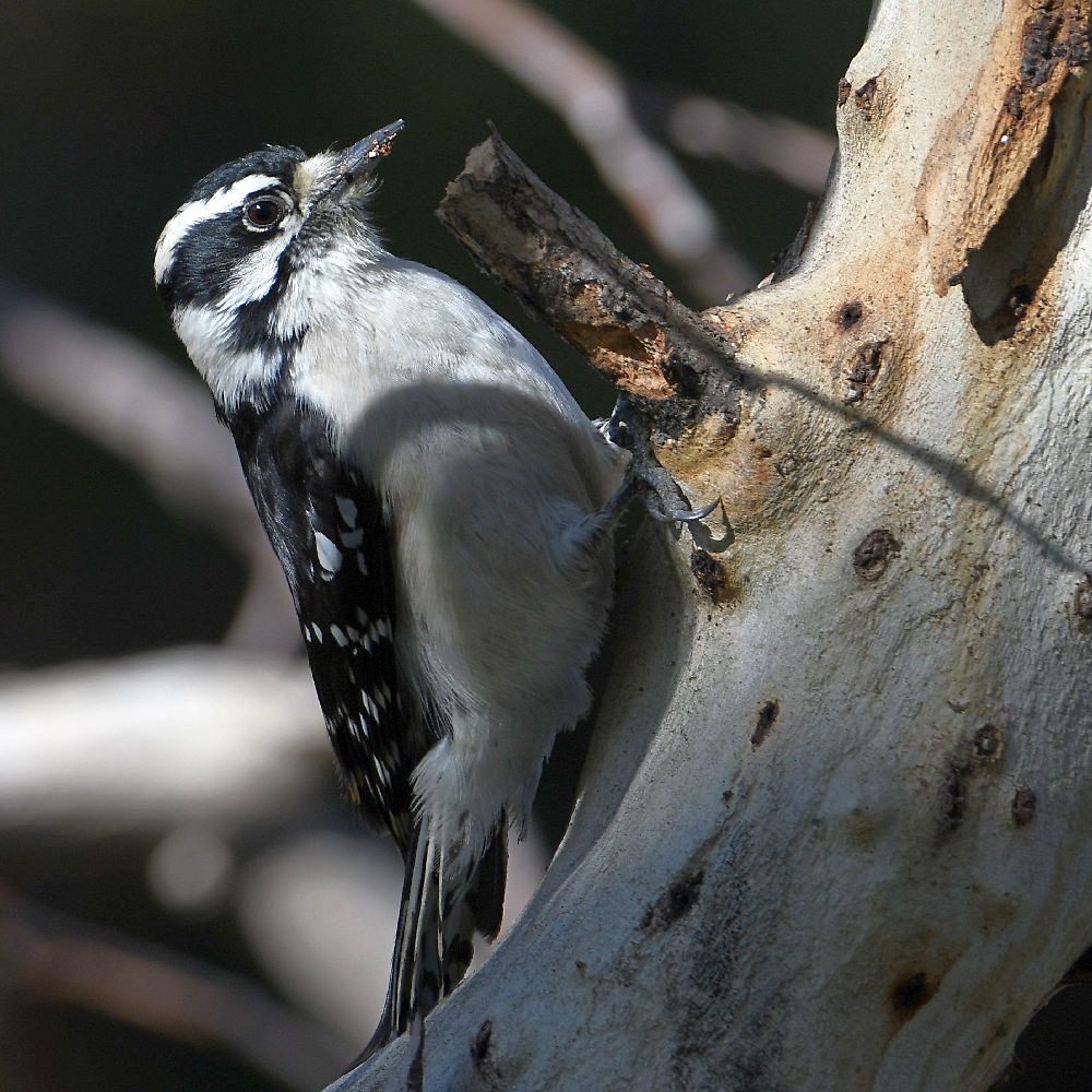 Woodpecker3.jpg