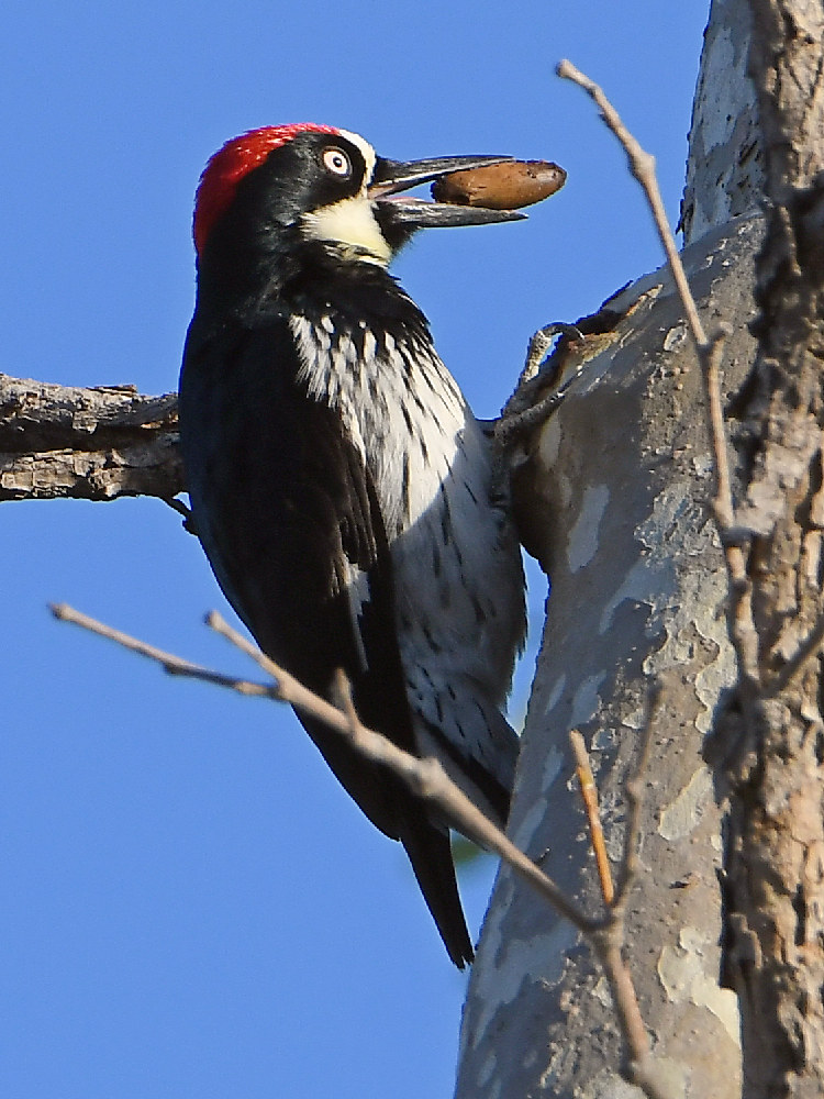 Woodpecker3.jpg