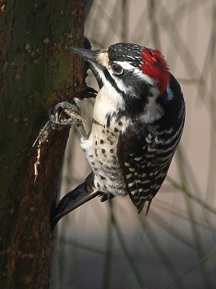 Woodpecker3.jpg