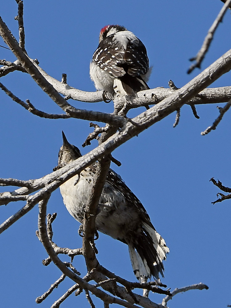 Woodpecker3.jpg
