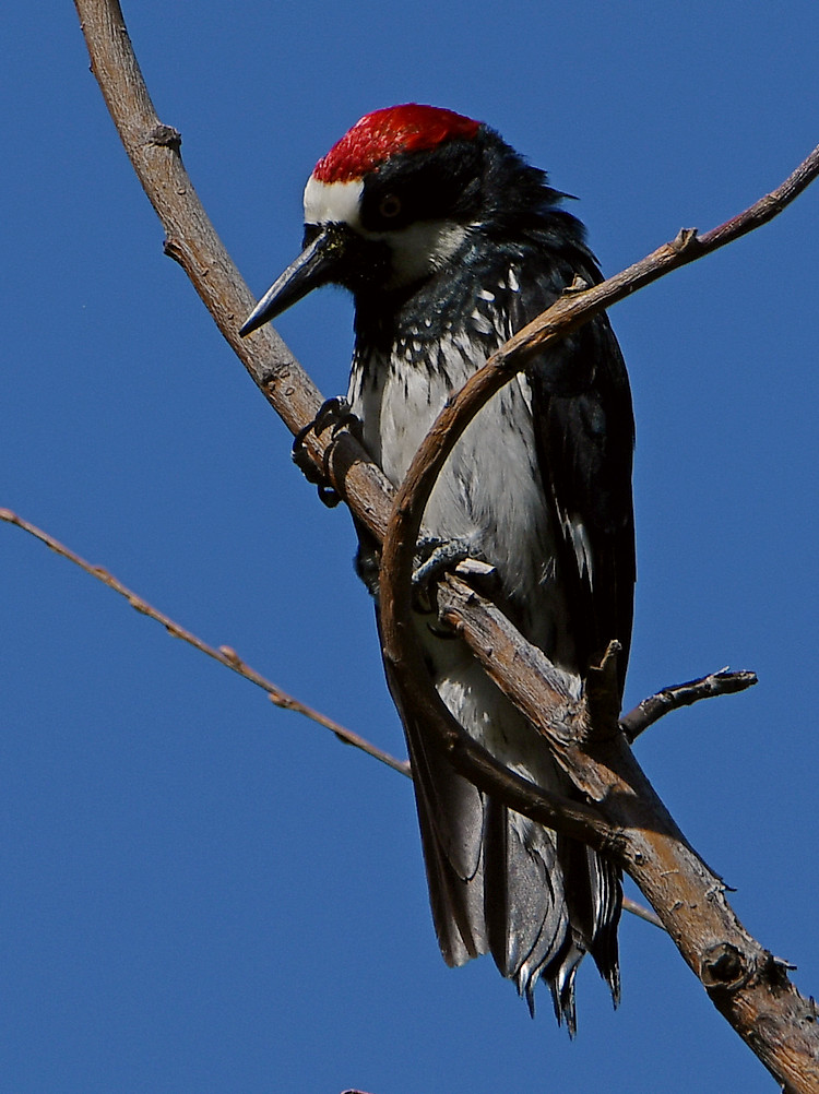 Woodpecker3.jpg