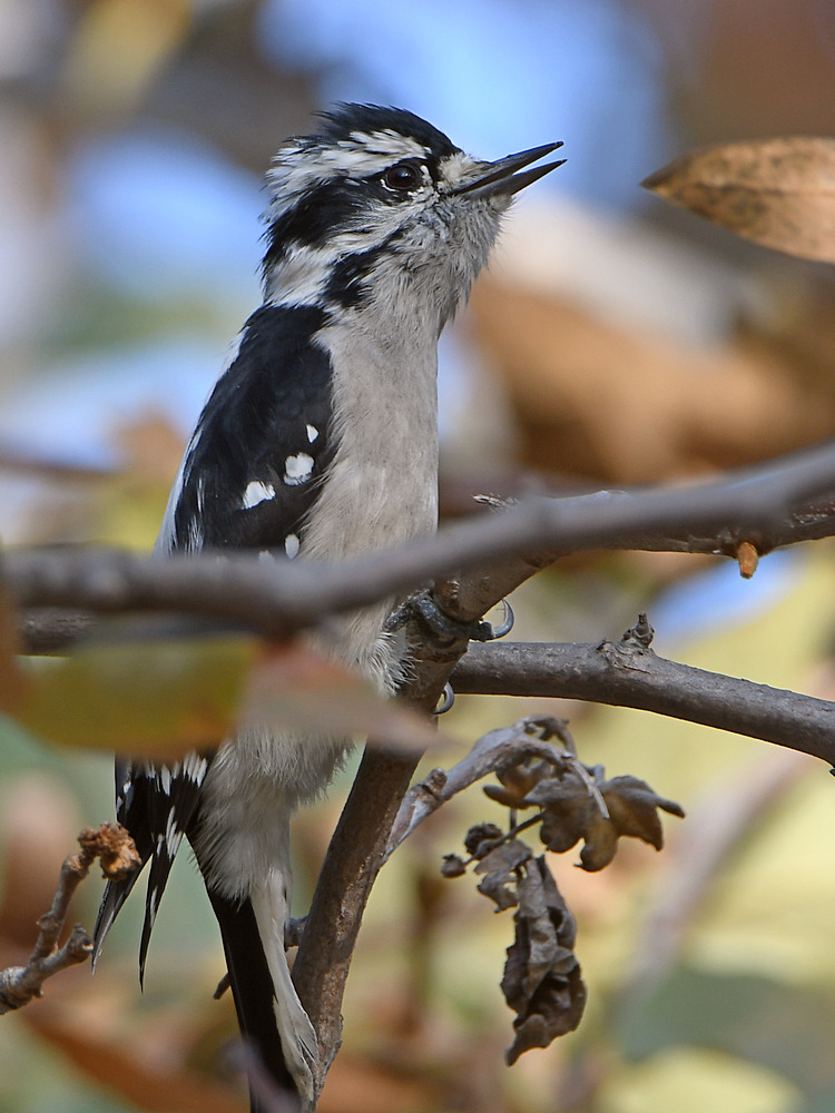 Woodpecker3.jpg