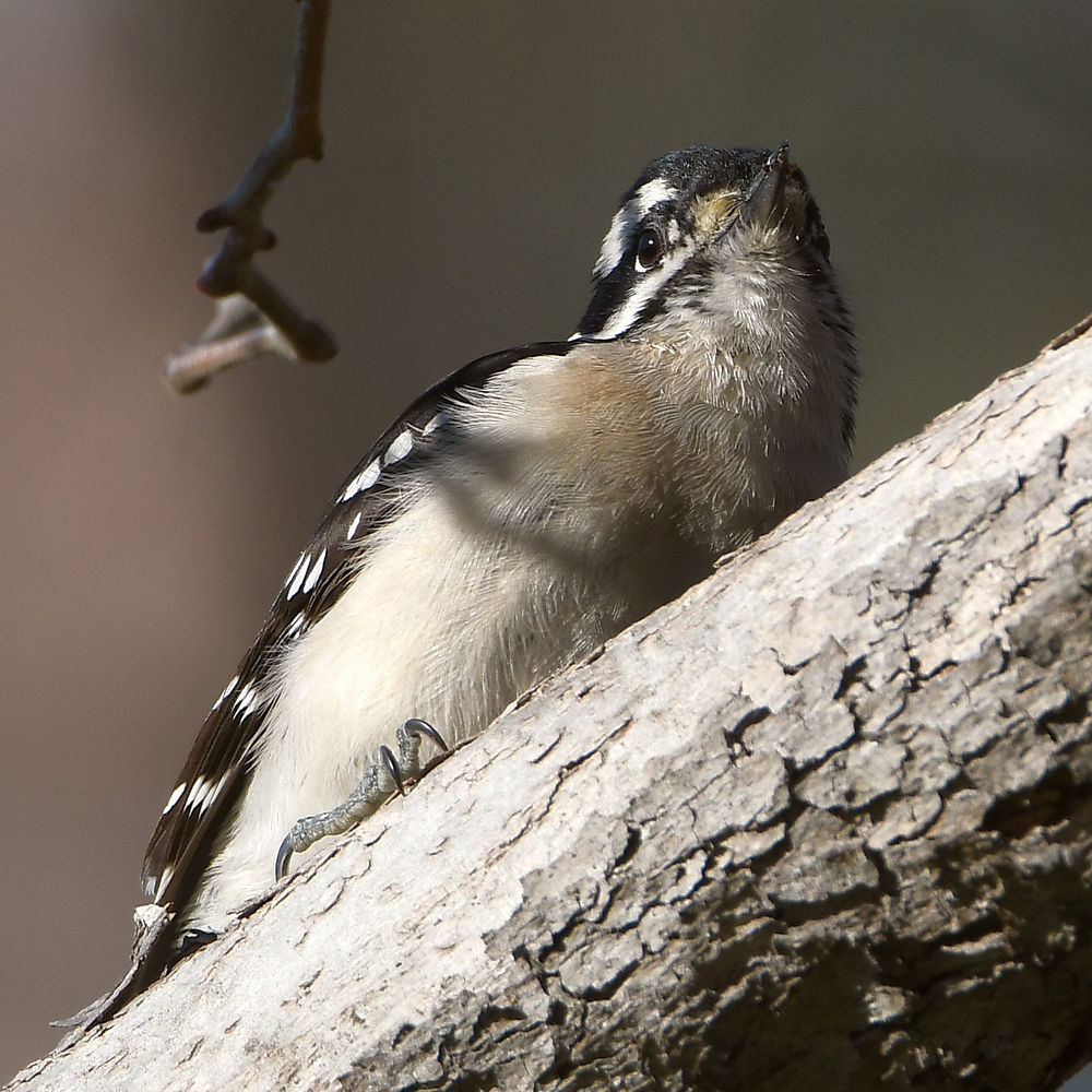 Woodpecker3.jpg